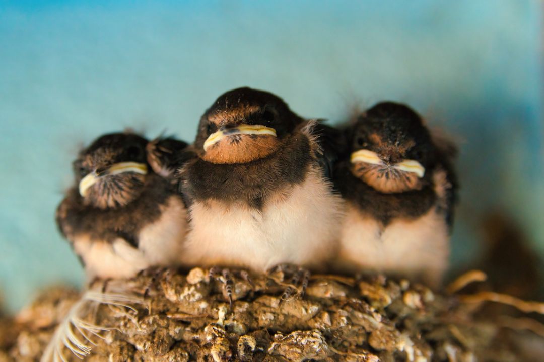 Meedenken in rechtszaak over natuurvriendelijk isoleren